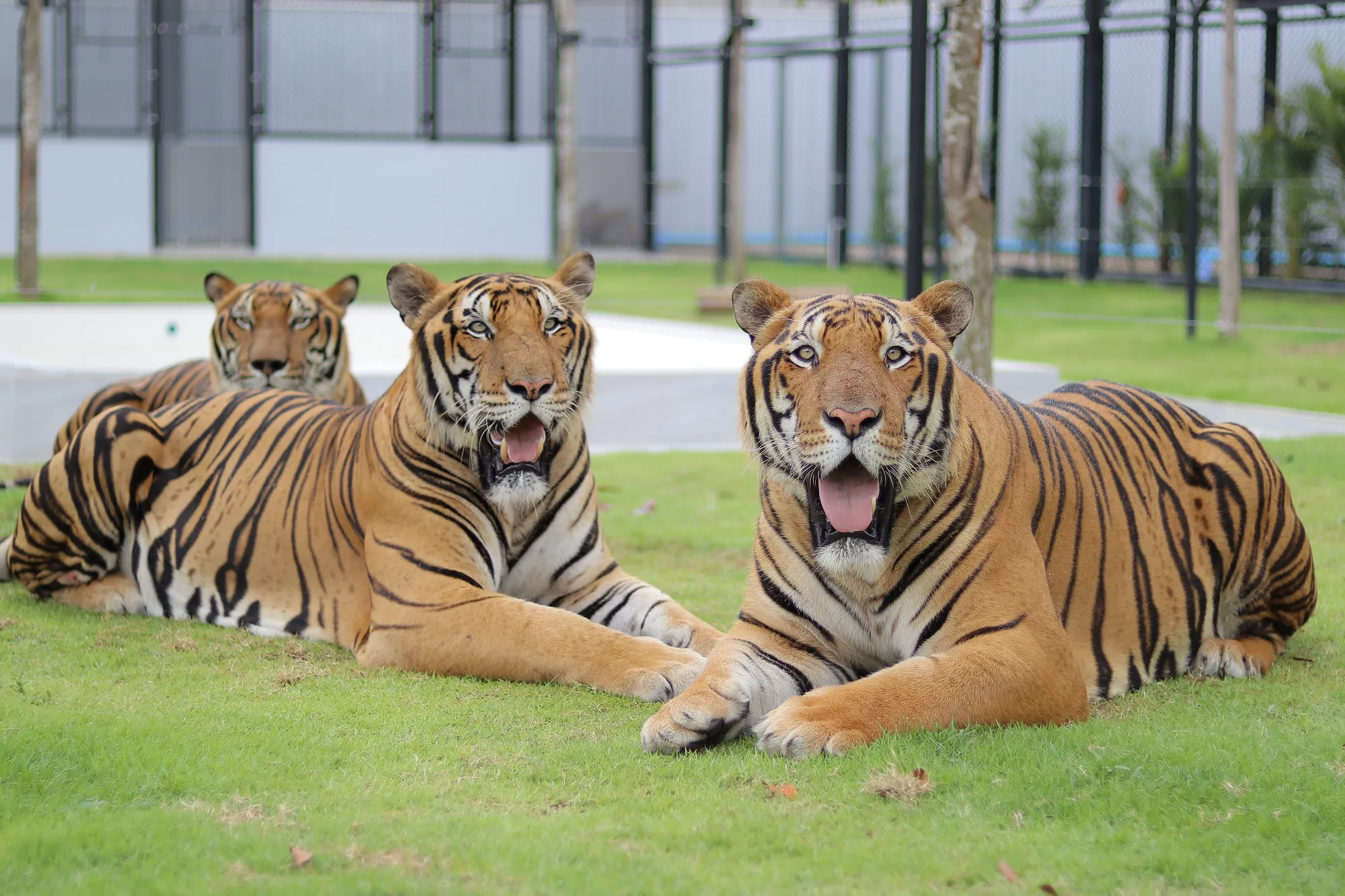 Tiger Park